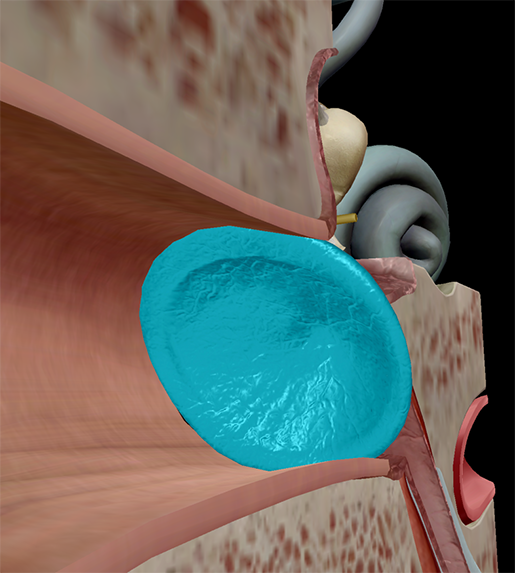 Five Cool Facts about the Middle and Inner Ear